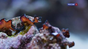 Брачная игра 2 серия «Океаны. В подводном мире» (документальный сериал, 2021)