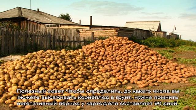 Как правильно сажать и выращивать картофель