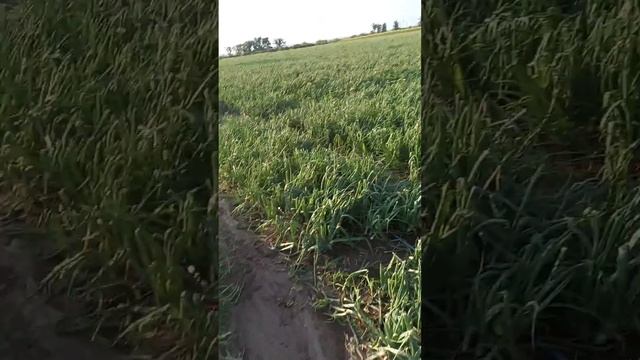 арбуз и лук после града!12,07,21