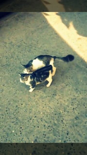 Помешали в самый ответственный момент)) смотреть онлайн