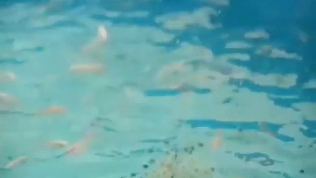 Вся правда про тиляпію смотреть онлайн