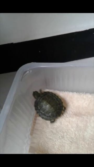 LITTLE #TURTLE IS WALKING. #TURTLE,#NENEOFW,#ANIMALPET,#SHORT смотреть онлайн