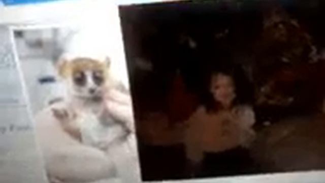 Witch one looks like a mouse lemur my sister or my frends pe смотреть онлайн
