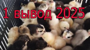 1 вывод цыплят в 2025 году #оскар2025