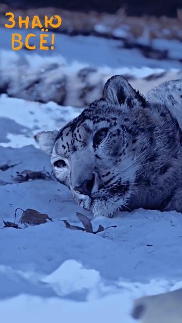 Снежный Барс или Ирбис 😍 К Сожалению Вид Находится на Грани Вымирания #животные #ирбис смотреть онлайн