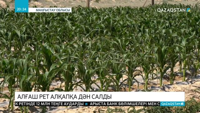 Бейнеу ауданында шаруалар алғаш рет алқапқа дән екті смотреть онлайн