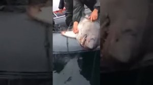 акула в каспийском море.