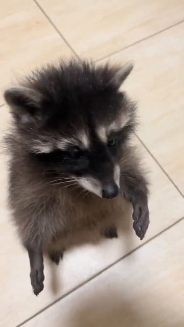 #cute #wow смотреть онлайн