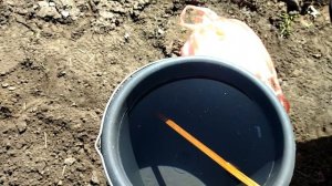 Первая весенняя подкормка чеснока.Азотная подкормка для чеснока