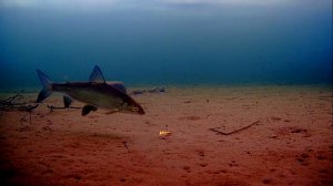 Рыбалка. Где живёт сиг..