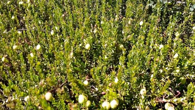 Клюква крупноплодная в природе.(cranberry in nature) смотреть онлайн