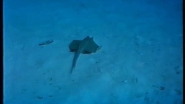 Blue Spotted Stingray смотреть онлайн