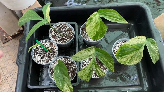 ชำไม้กัน Amydrium zippelianum var อมีเดรียมด่าง смотреть онлайн