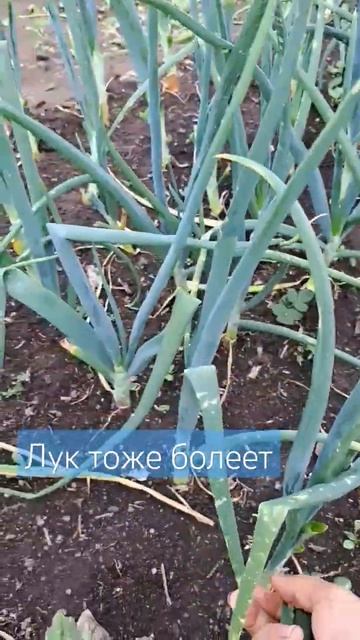 SOS.Он заболел или как Спасти лук?! Мучнистая роса. #домвдеревне #огород #садовод #сад #деревня смотреть онлайн