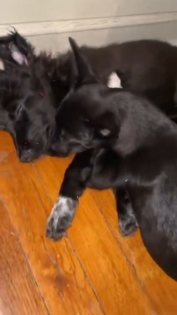 Парочка| Смешные животные смотреть онлайн