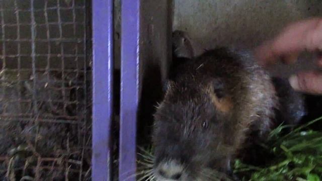 Мои нутряшки !!! (г. Снежинск.) смотреть онлайн