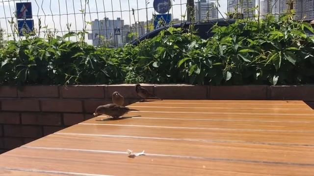 Воробей-фри