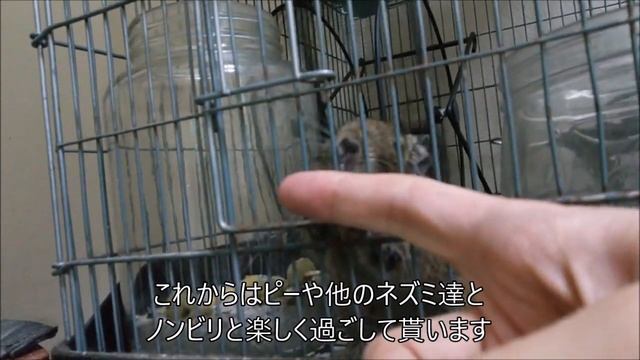 デグーとラットの親子６６　寂しいデグーと常同行動 смотреть онлайн