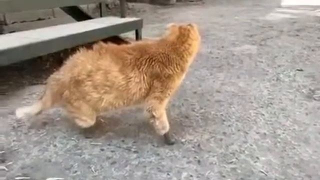 Первые шаги кота без лапок на протезах смотреть онлайн