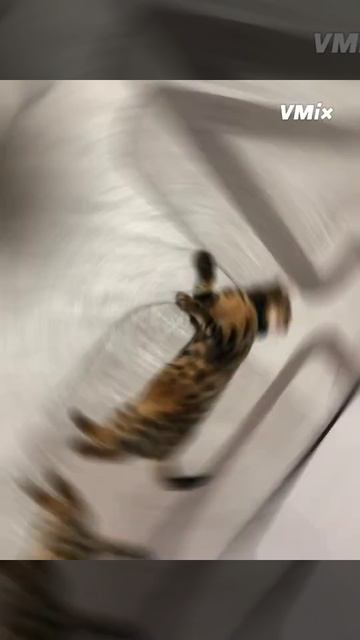 Мой бенгальский кот " Лео" смотреть онлайн