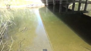 вода северского донца начало северского донца северский донец сегодня