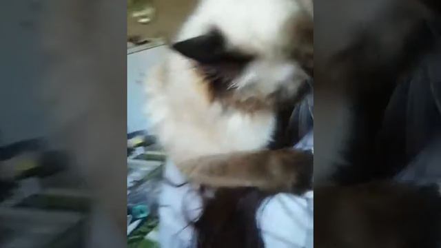 Кошка жрет волосы смотреть онлайн