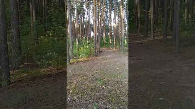 Пуск без поводка. Выдержка около 15 минут. смотреть онлайн