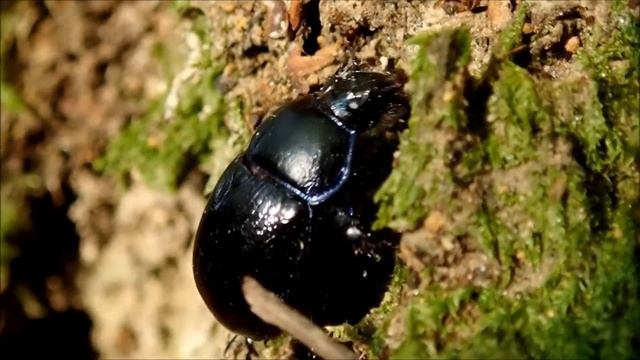 Bosmestkever (Geotrupes stercorarius) смотреть онлайн
