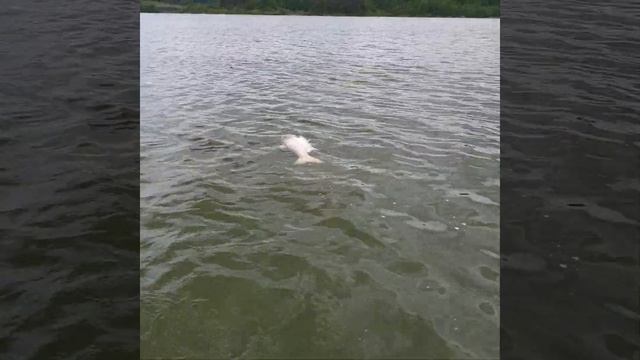 Толстолобик,что случилось,насчитали пять... смотреть онлайн