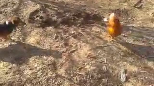 БОЕВАЯ КУРИЦА=БЫХОВ=