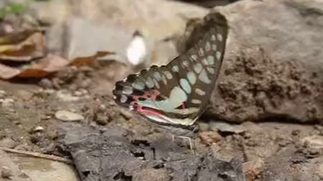 ミカドアゲハのポンピング-2 смотреть онлайн
