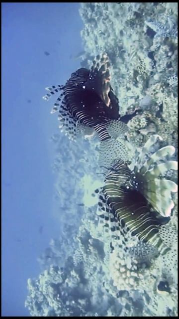 Lionfish Facts смотреть онлайн