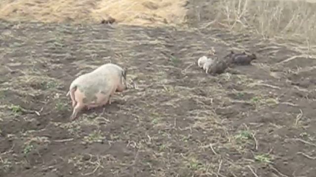 Вьетнамская свиноматка с поросятами (12.04.2013) смотреть онлайн