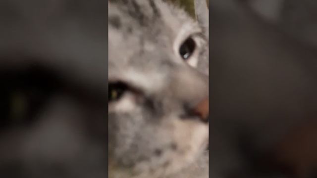 распорядок дня моего кота . смотреть онлайн