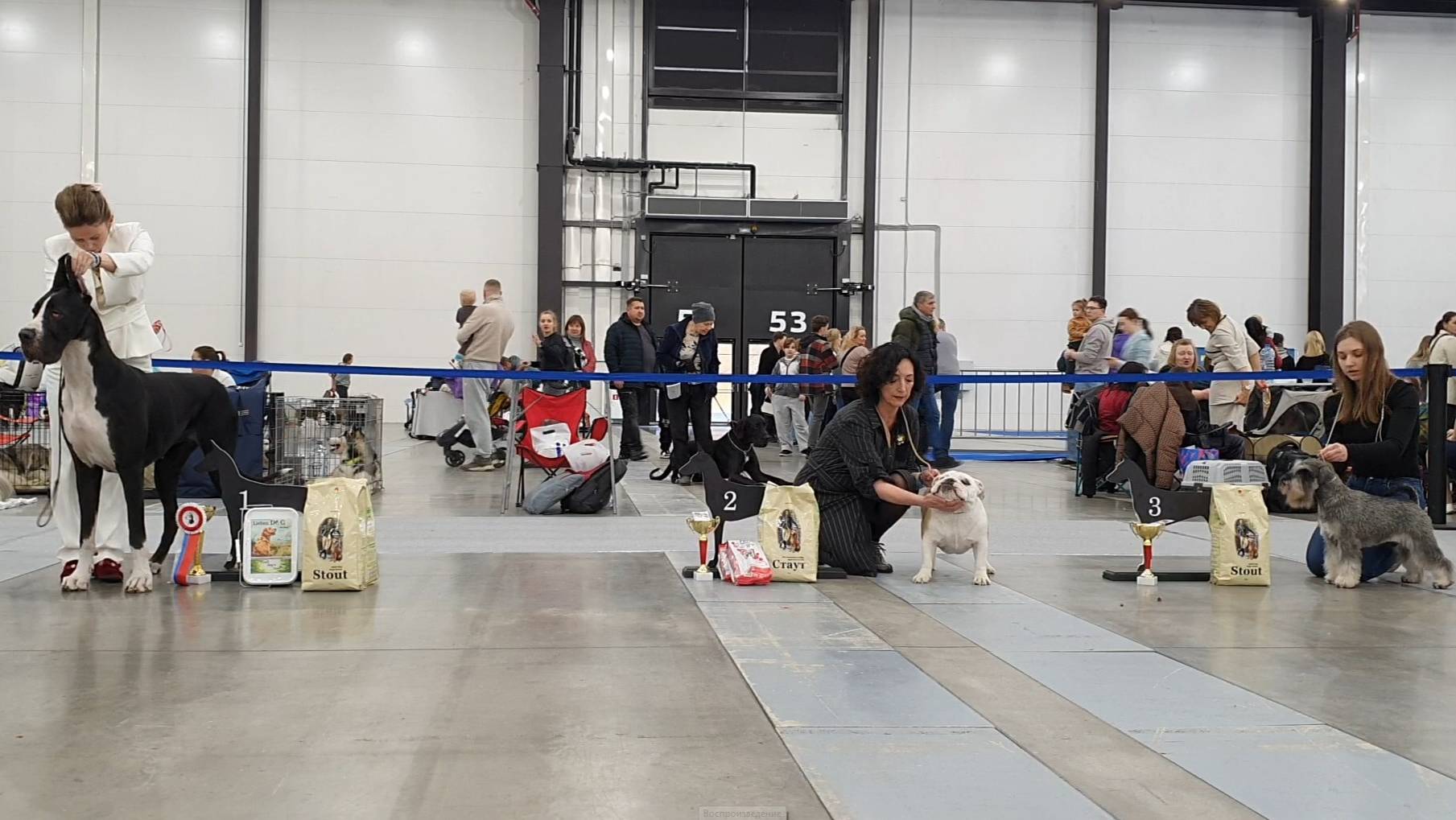 22.02.2025, СПб. Клуб "Вудфал". Выставка собак CAC 2 группы FCI смотреть онлайн