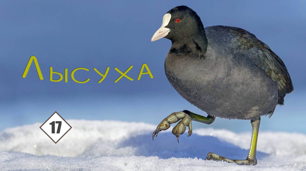 17_Лысуха, или Водяная курица