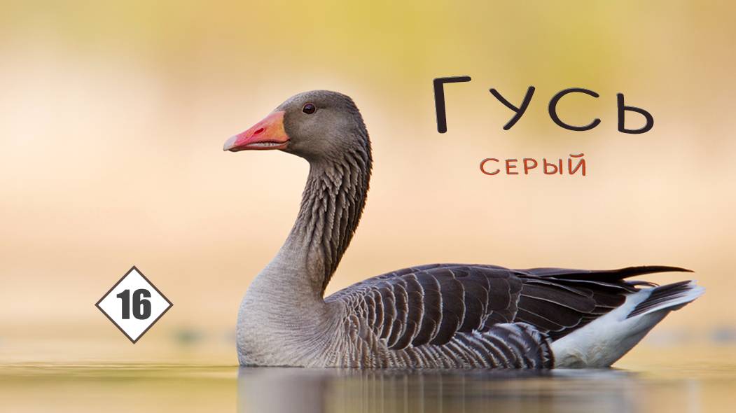 16_Гусь серый дикий