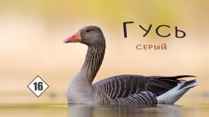 16_Гусь серый (дикий)