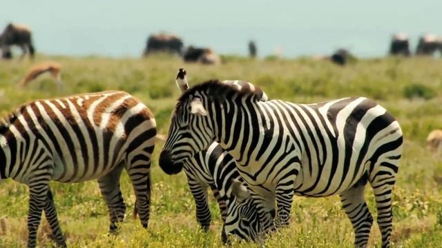 Изучаем животных. Животные для детей, морские животные, игрушки-животные. Акула, слон, морские живот смотреть онлайн