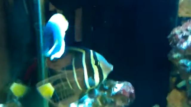 75 gallon aquarium powder tang смотреть онлайн