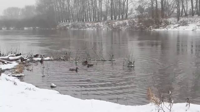 Кунгур неторопливый - утки на Сылве смотреть онлайн
