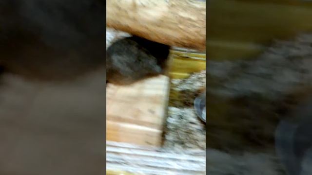 Жизнь дегу по имени Сиропчик смотреть онлайн