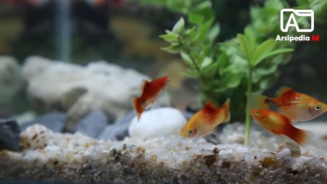 5 jenis ikan tankmate terbaik ikan mas koki - bisa dicampur dalam satu aquarium смотреть онлайн