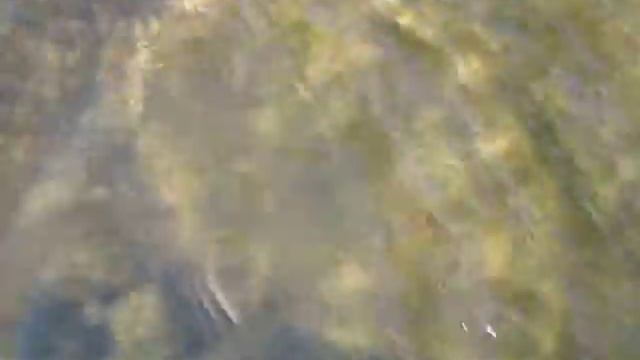 водяная змеючка