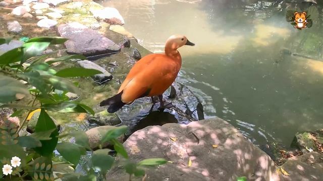 Wild Animal Sounds In Nature: Bird, Bull, Capybara, Elephant, Wallaby | Animal Moments смотреть онлайн