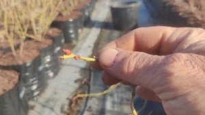 Обрезка 1 летнего куста голубики.