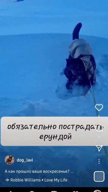 Один день из жизни собаки🐕 #dog #dogs #animals #собака #youtubeshorts #хочуврек #youtube #приколы смотреть онлайн