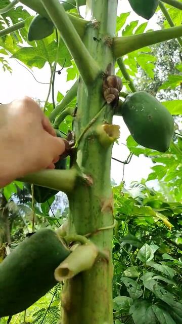 Catch a snail on a papaya tree #shorts смотреть онлайн