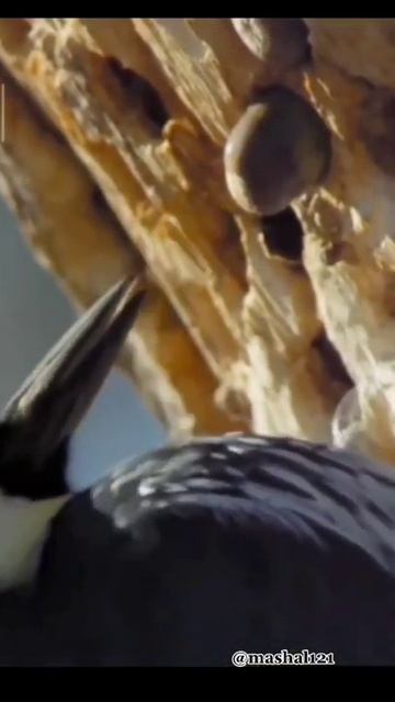 Woodpecker Bird Food.#food #bird #animal #birds #virl смотреть онлайн