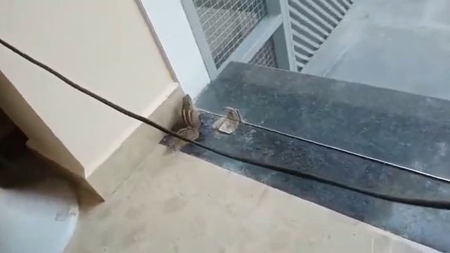 Белка встряла))))